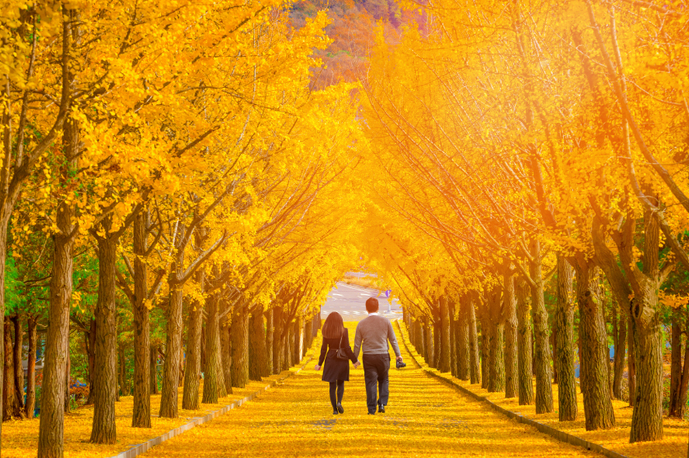 07D BEAUTIFUL SUPER SALE KOREA + MT SORAK & SOYANGGANG SKYWALK